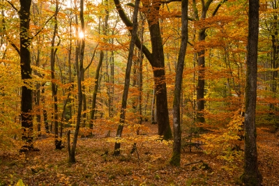 Forêt du Salbert (90)