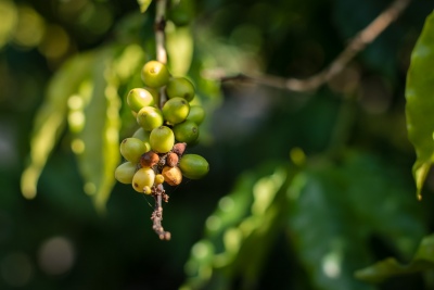 Grains de café (Domaine du café Grillé)