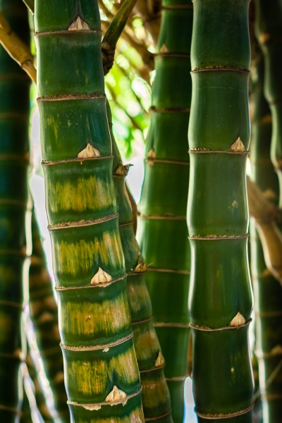 Bambou (Domaine du café Grillé)