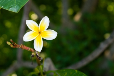 Fleur de frangipanier (Domaine du café grillé)