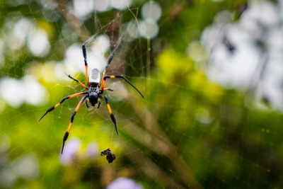 Araignée néphila bine (inoffensive)