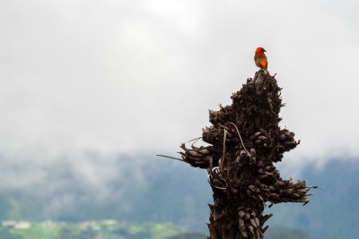 Cardinal mâle