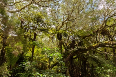 Sentier de la Tamarinaie, dans la forêt de Bélouve