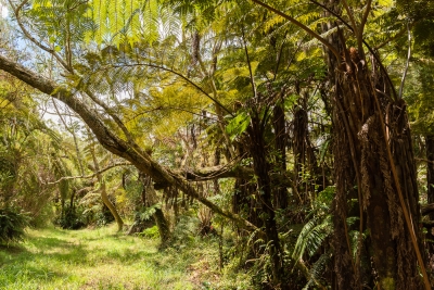 Sentier de la Tamarinaie, dans la forêt de Bélouve