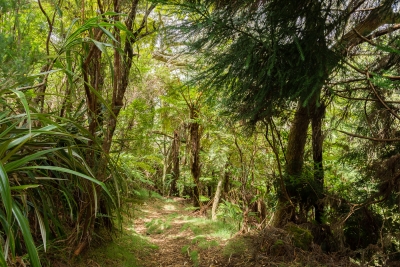 Sentier de la Tamarinaie, dans la forêt de Bélouve