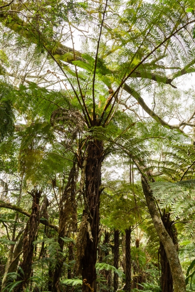 Sentier de la Tamarinaie, dans la forêt de Bélouve