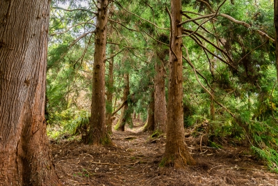 Sentier de la Tamarinaie, dans la forêt de Bélouve