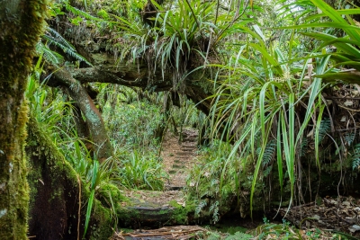 Sentier de la Tamarinaie, dans la forêt de Bélouve