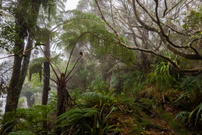 Sentier de la Tamarinaie, dans la forêt de Bélouve