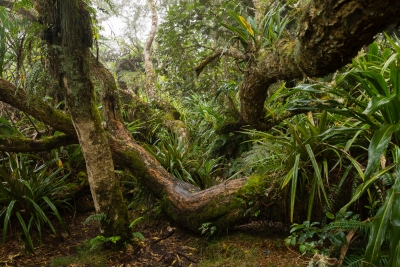 Sentier de la Tamarinaie, dans la forêt de Bélouve