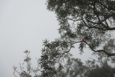 Sentier de la Tamarinaie, dans la forêt de Bélouve