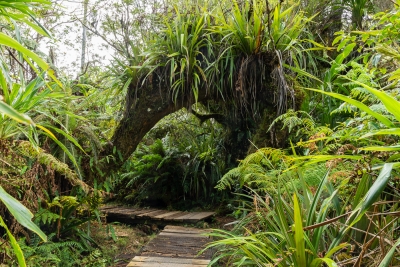 Forêt de Bélouve, menant Trou de fer