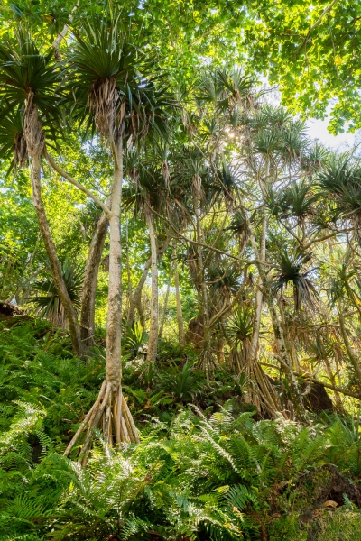 Balade à l'anse des cascades