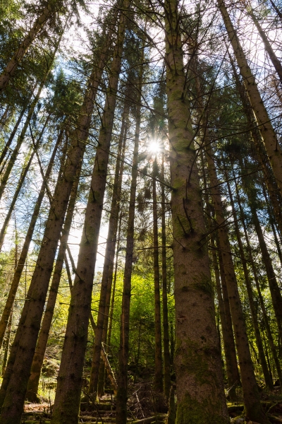 Boucle Entre étangs et prairies