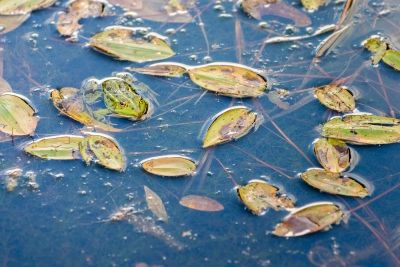 Grenouille