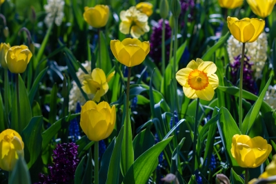 Keukenhof-01