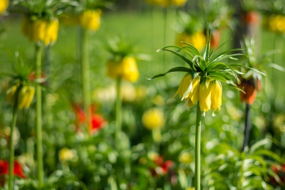 Keukenhof-04