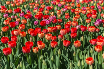 Keukenhof-05