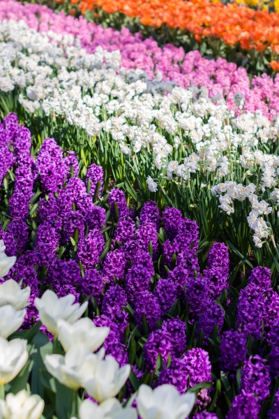 Keukenhof-08