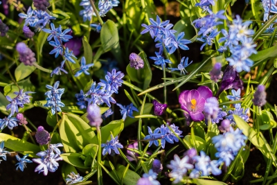 Keukenhof-09