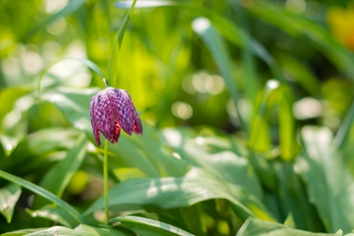 Keukenhof-11