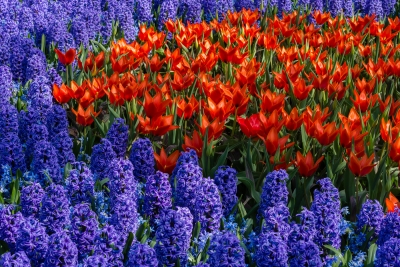 Keukenhof-12