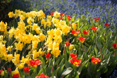 Keukenhof-13