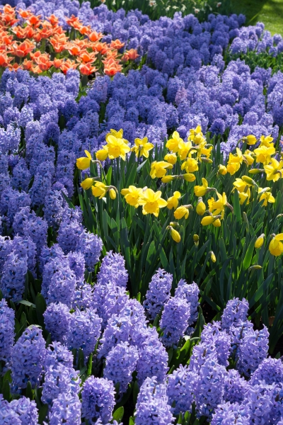 Keukenhof-15