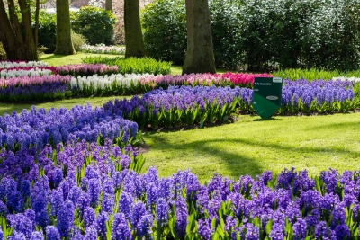 Keukenhof-17