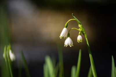 Keukenhof-19