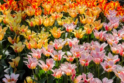 Keukenhof-20