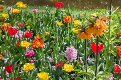 Keukenhof-21