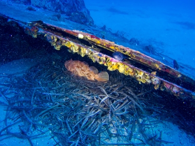 Plongée Lavandou