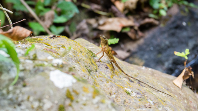 Lézard