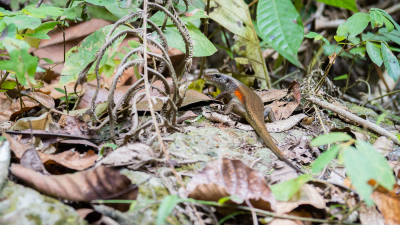 Lézard