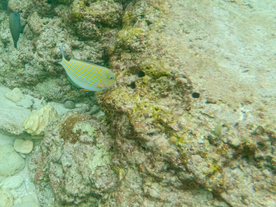 Snorkeling à Sumur Tiga