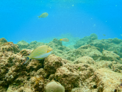 Snorkeling à Sumur Tiga