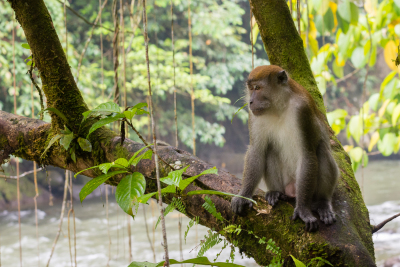 Macaque