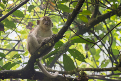 Macaque