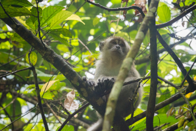 Macaque