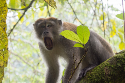 Macaque