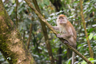 Macaque