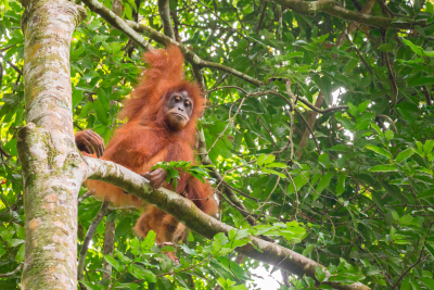 Orang-outan