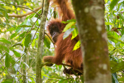 Orang-outan
