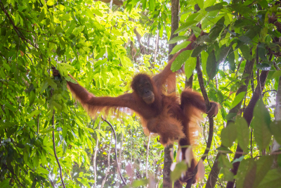 Orang-outan