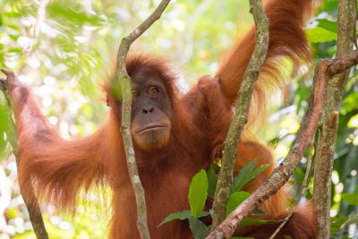 Orang-outan