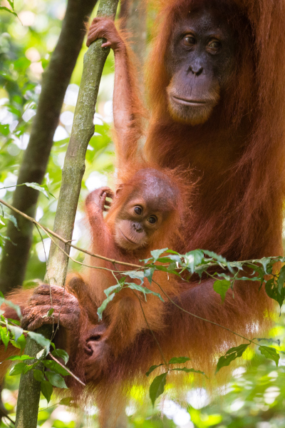 Orang-outan