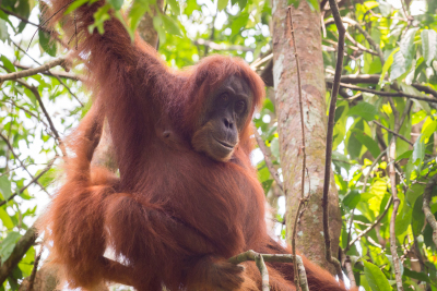 Orang-outan