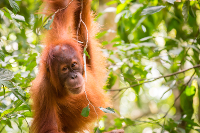 Orang-outan