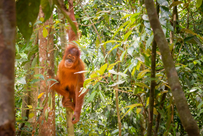 Orang-outan